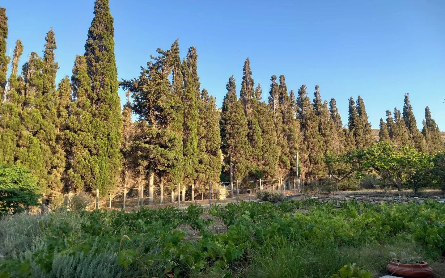 orchard 5